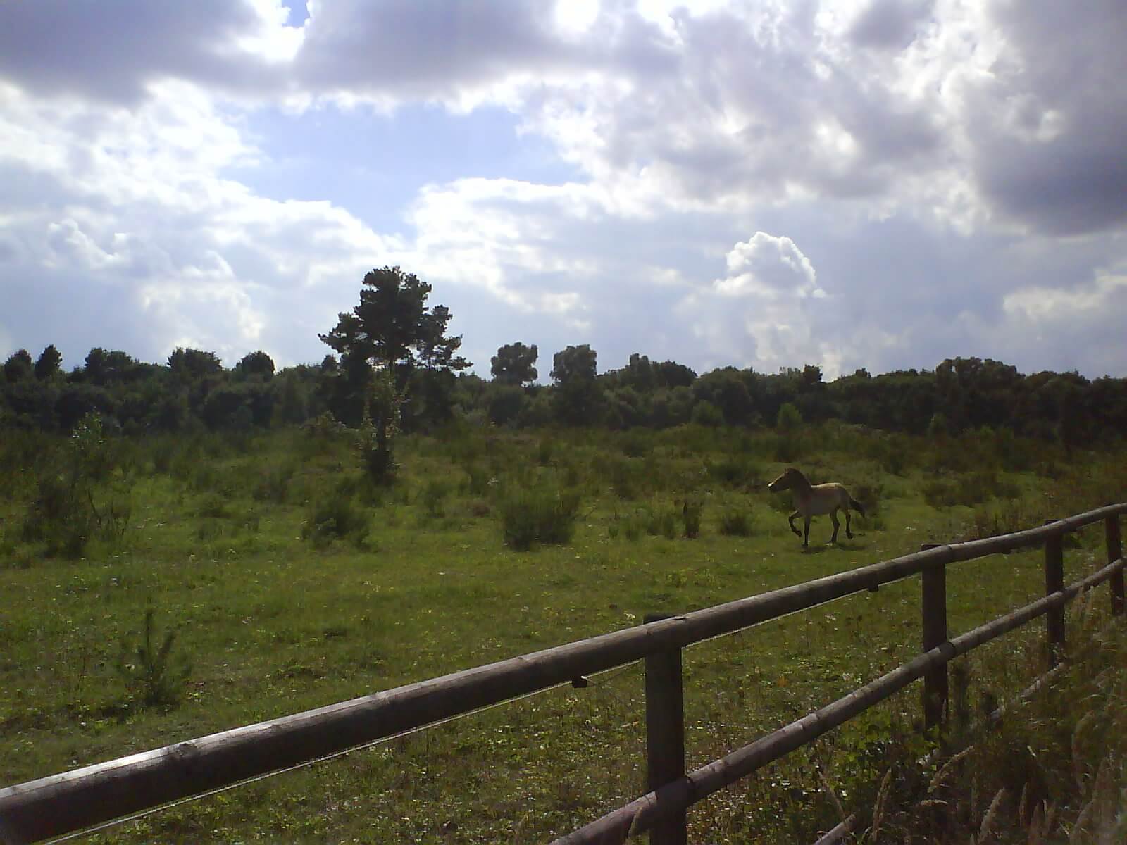 Urwildpferde im Tennenloher Forst:right::image-200